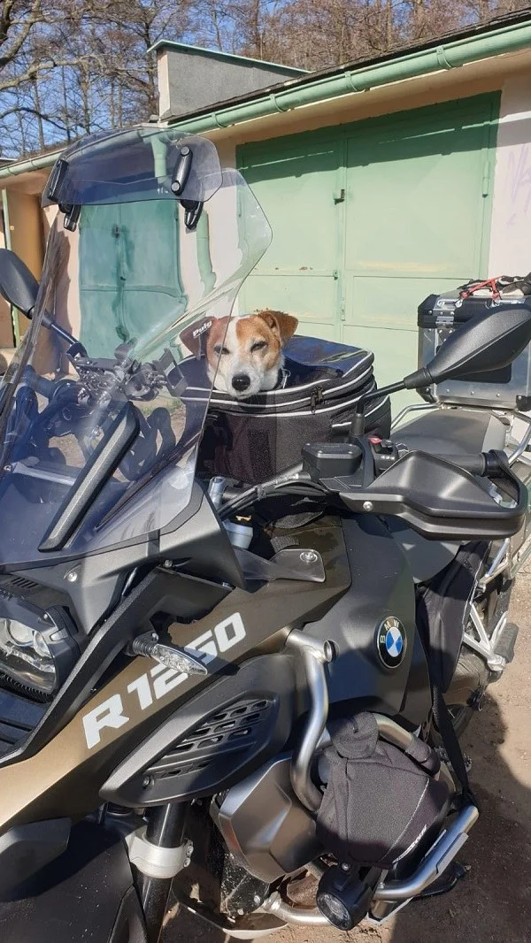Pes sedí v přepravní tašce na nádrži motocyklu BMW, hlava venku